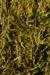 Amblystegium