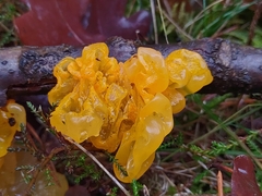 Tremella mesenterica
