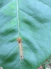 Lepidoptera