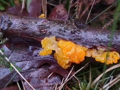 Tremella mesenterica