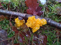 Tremella mesenterica