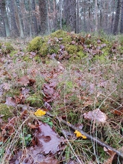Tremella mesenterica