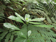 Dendropanax australis
