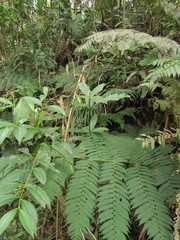 Dendropanax australis