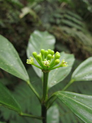 Dendropanax australis
