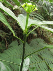 Dendropanax australis