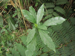 Dendropanax australis