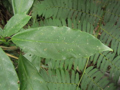 Dendropanax australis