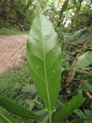 Dendropanax australis