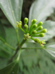 Dendropanax australis