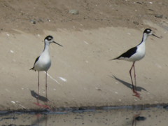 Himantopus mexicanus