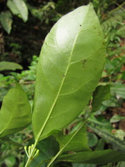 Dendropanax australis