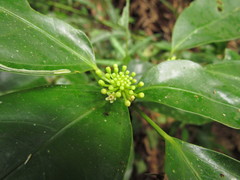 Dendropanax australis