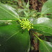 Dendropanax australis - Photo 由 Flora de Santa Catarina 所上傳的 (c) Flora de Santa Catarina，保留部份權利CC BY-NC