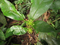 Dendropanax australis