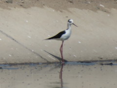 Himantopus mexicanus