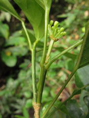Dendropanax australis