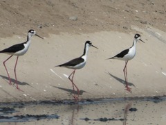 Himantopus mexicanus