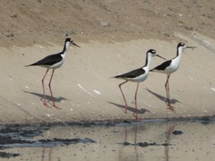 Himantopus mexicanus