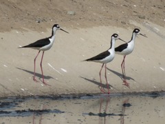 Himantopus mexicanus
