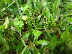 Hydrocotyle bowlesioides