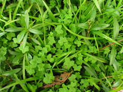 Hydrocotyle bowlesioides