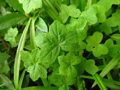 Hydrocotyle bowlesioides