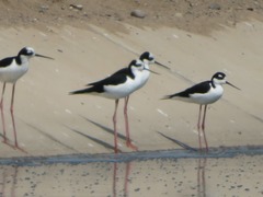 Himantopus mexicanus