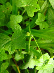 Hydrocotyle bowlesioides