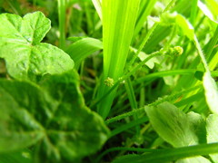 Hydrocotyle bowlesioides