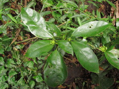 Dendropanax australis