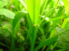 Hydrocotyle bowlesioides