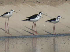 Himantopus mexicanus