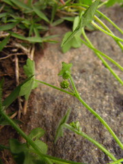 Hydrocotyle bowlesioides
