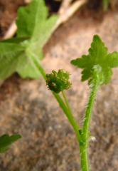 Hydrocotyle bowlesioides