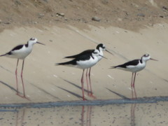 Himantopus mexicanus