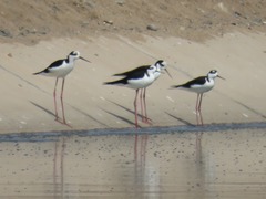 Himantopus mexicanus