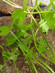 Hydrocotyle bowlesioides