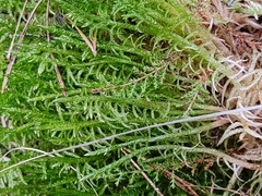 Pseudoscleropodium purum