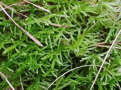 Pseudoscleropodium purum