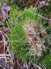 Pseudoscleropodium purum