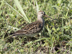 Calidris melanotos