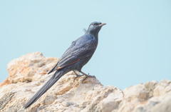 Onychognathus blythii