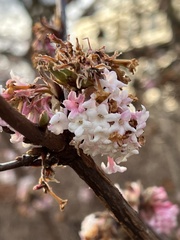 Viburnum × bodnantense