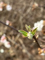 Viburnum × bodnantense