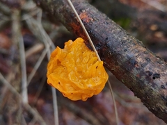 Tremella mesenterica