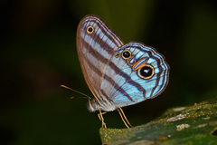 Chloreuptychia chlorimene