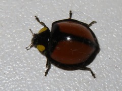 Mononeda ostrina