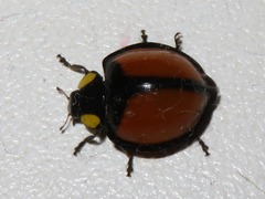 Mononeda ostrina