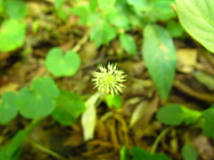 Hydrocotyle callicephala